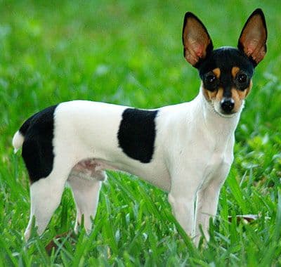 American Toy Terrier
