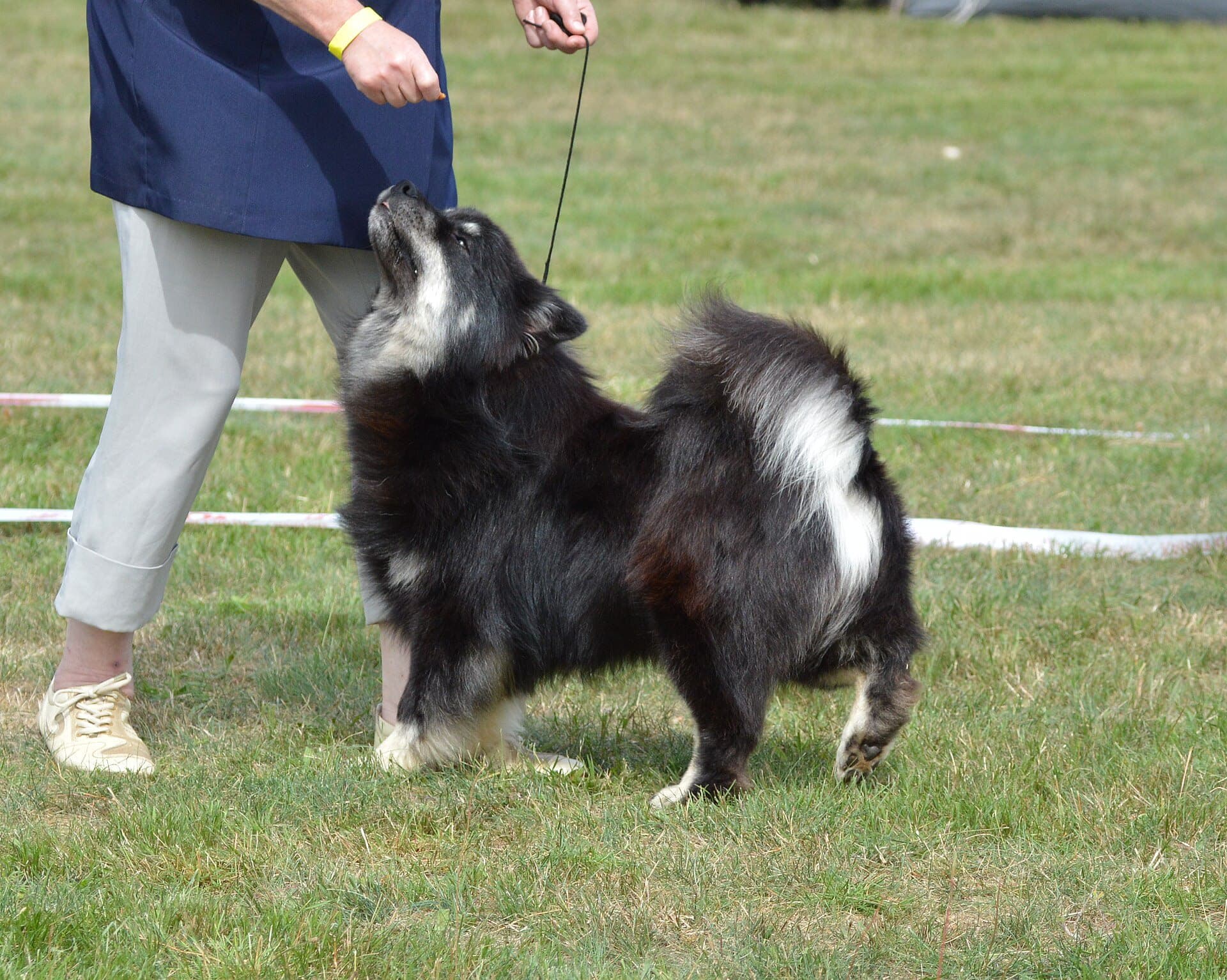 Finnish Lapphund