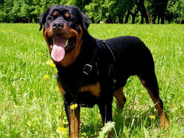 Rottweiler