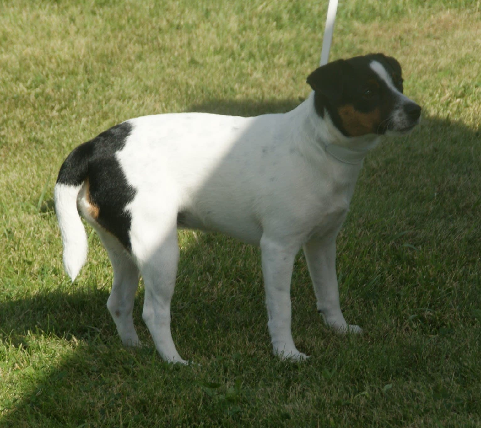 Danish-Swedish Farmdog