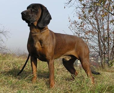 Bavarian mountain hound