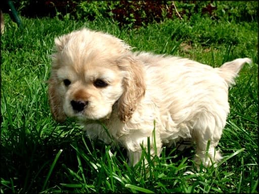 American cocker spaniel