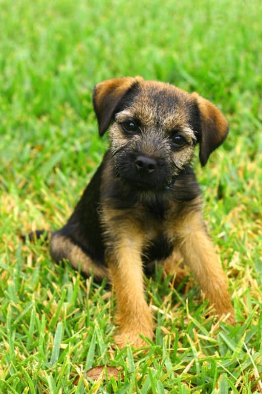 Border Terrier Breed Guide Traits Training  Care