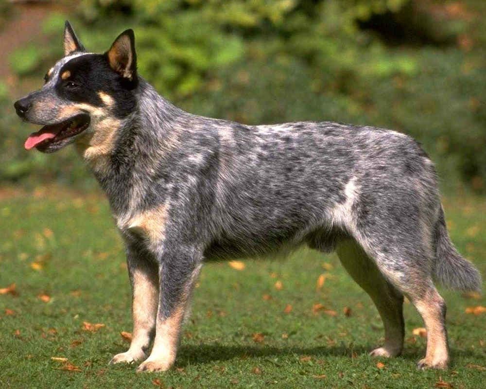 Australian Cattle Dog