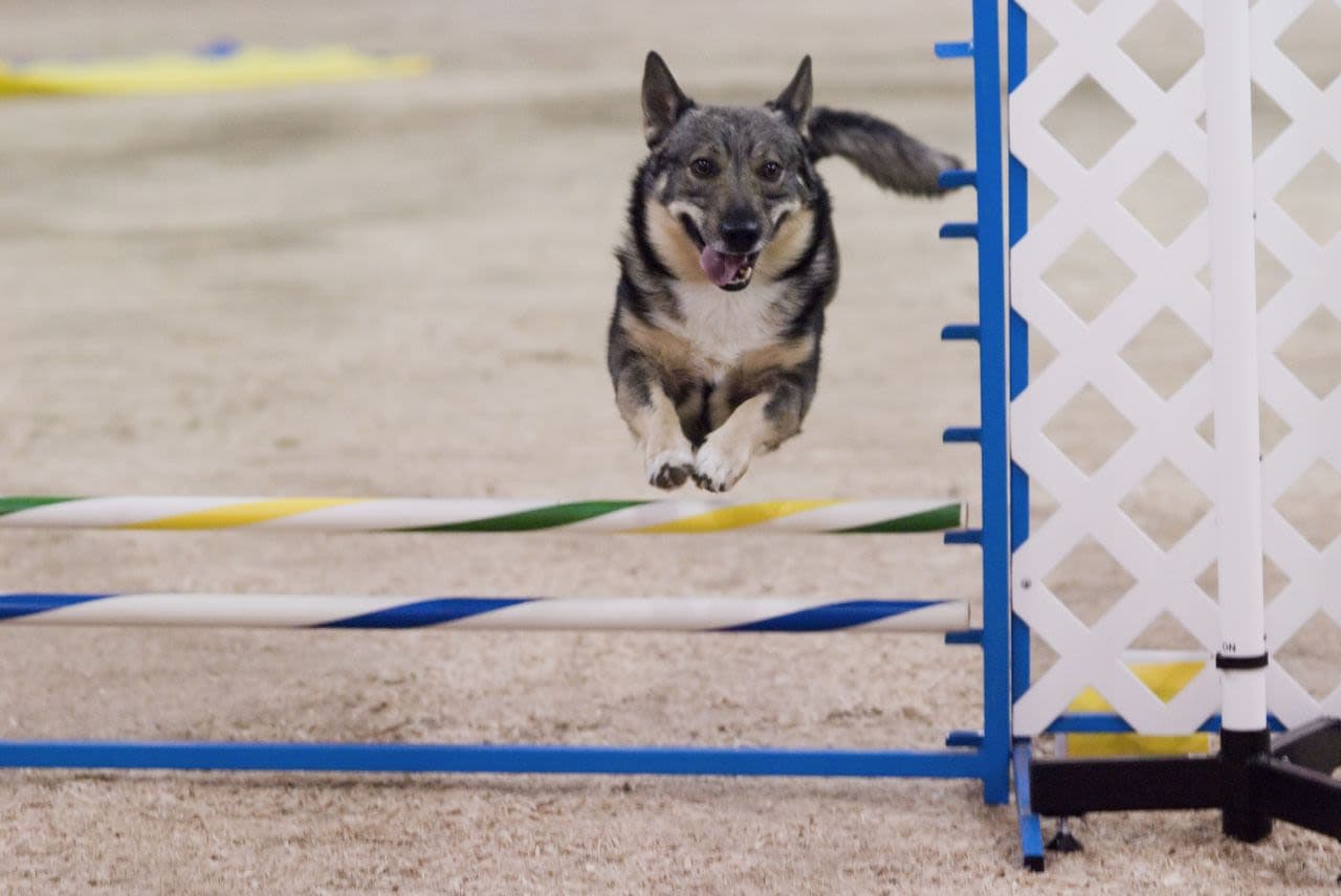 Swedish Vallhund