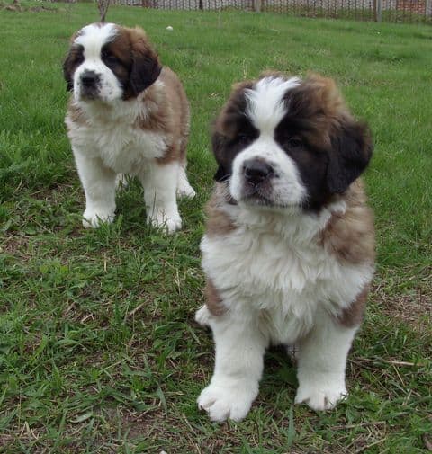 Saint bernard