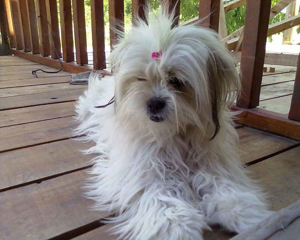Lhasa Apso