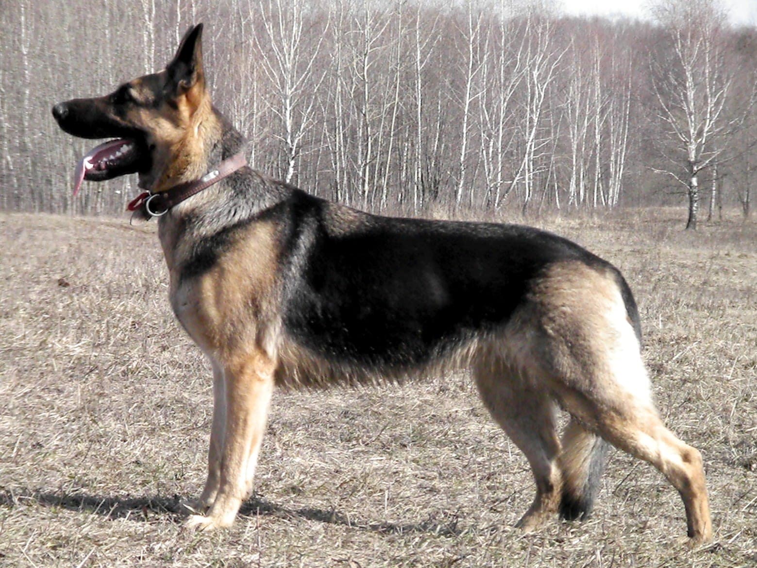 East European Shepherd