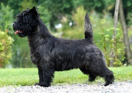 Cairn terrier