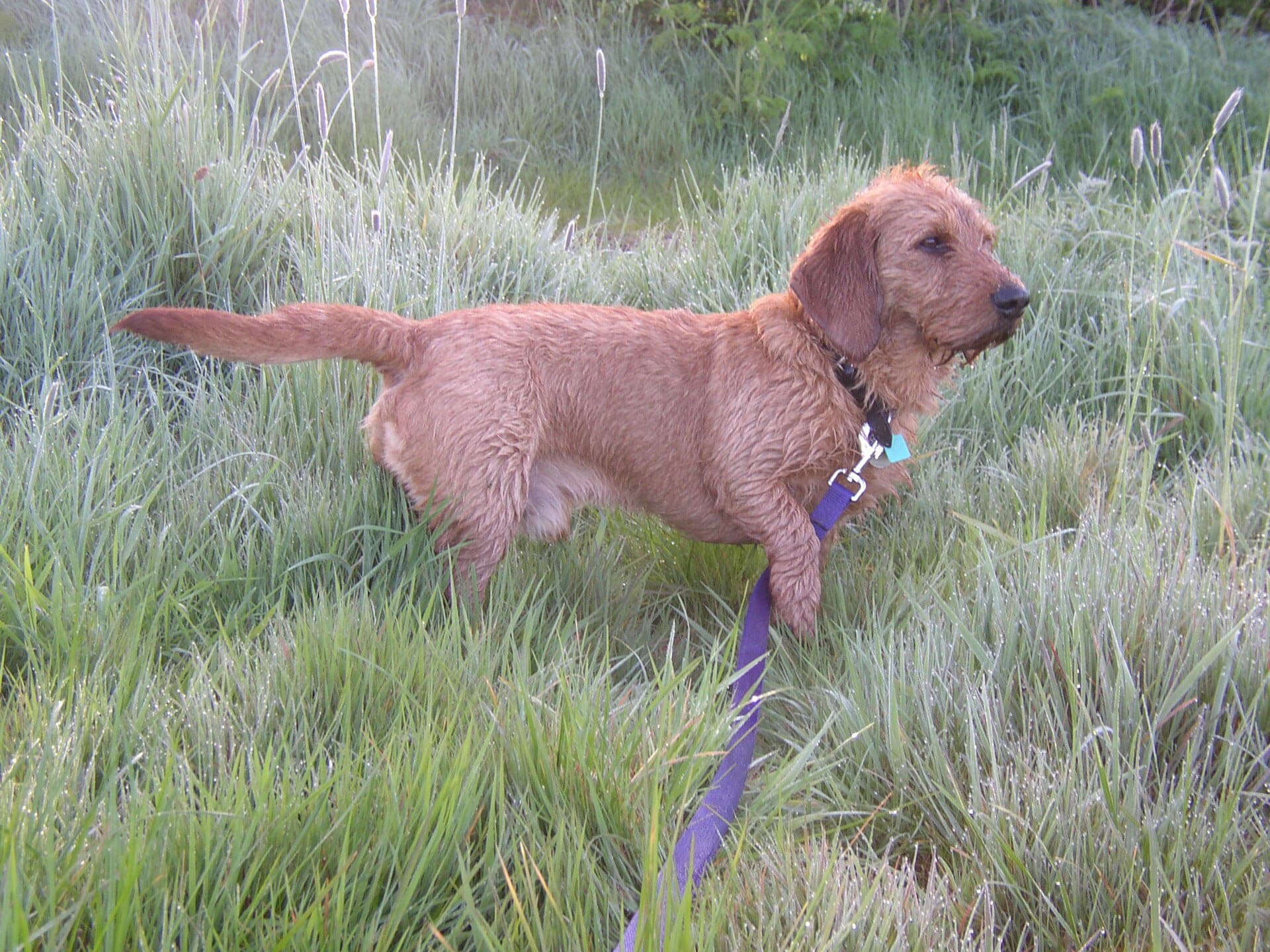 Basset Fauve de Bretagne
