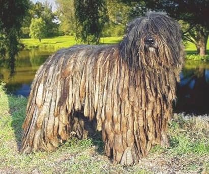 Bergamo Shepherd Dog (Bergamasco)