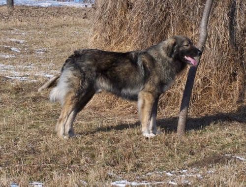 Romanian Carpathian Shepherd Dog