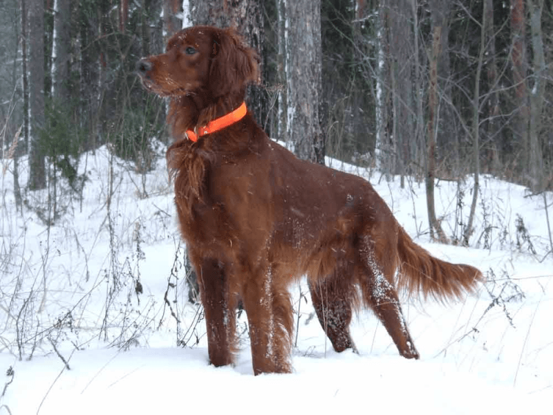 Irish setter