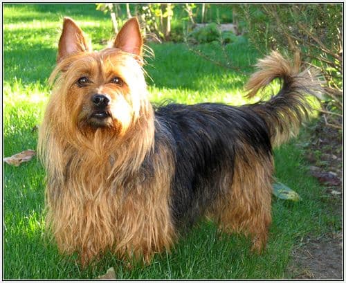 Australian terrier