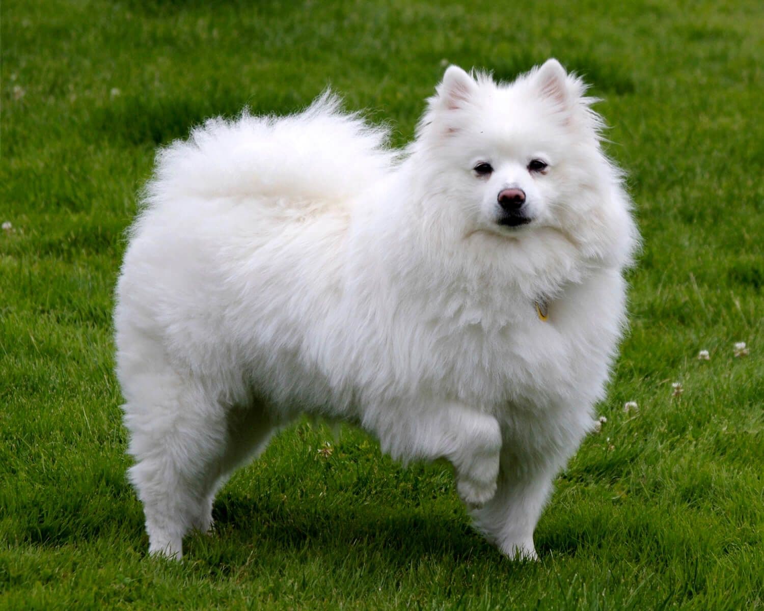 American Eskimo Dog