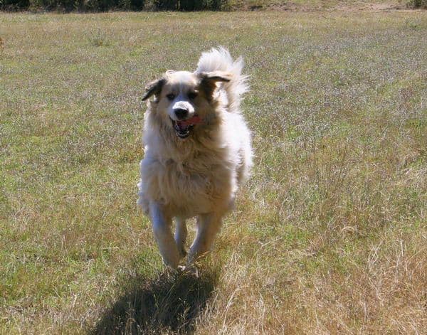 Aidi (Atlas Shepherd Dog)