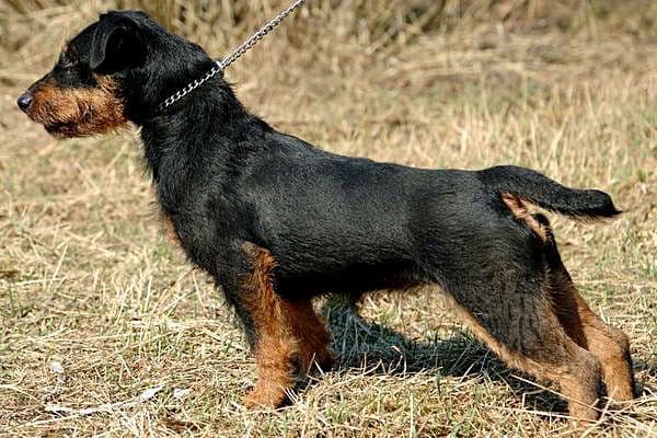 German hunting terrier