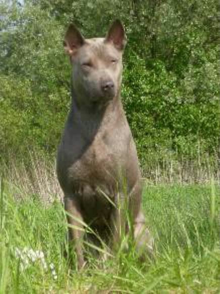 Thai ridgeback
