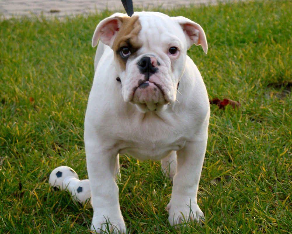 English Bulldog