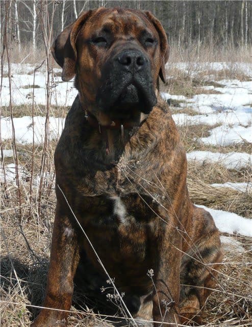 Boerboel South African