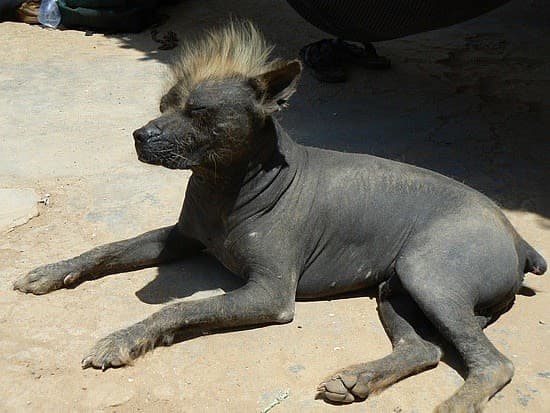 Inca Naked Dog