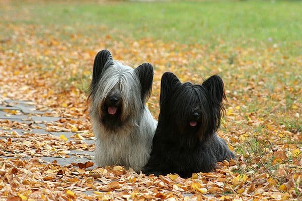 Sky terrier