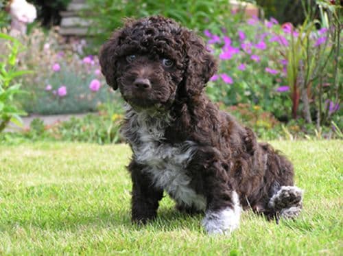 Spanish water dog