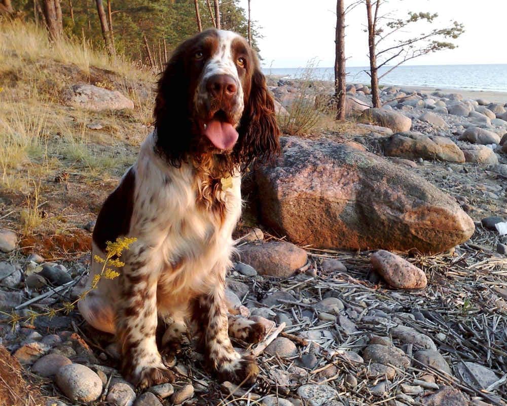 English springer spaniel