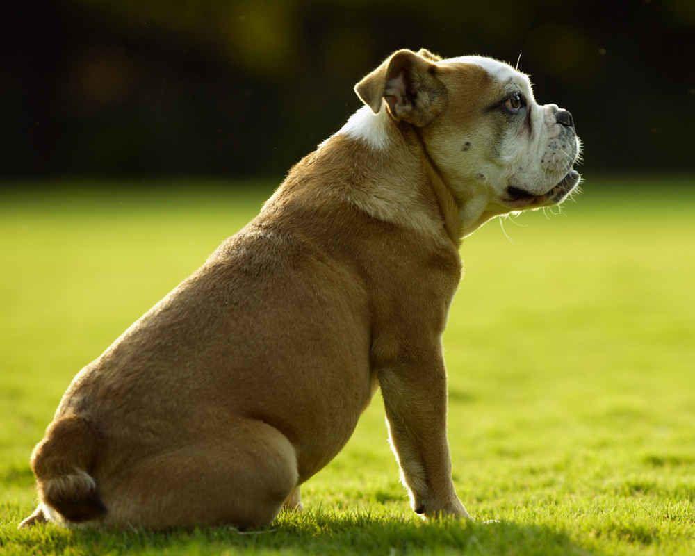 English Bulldog