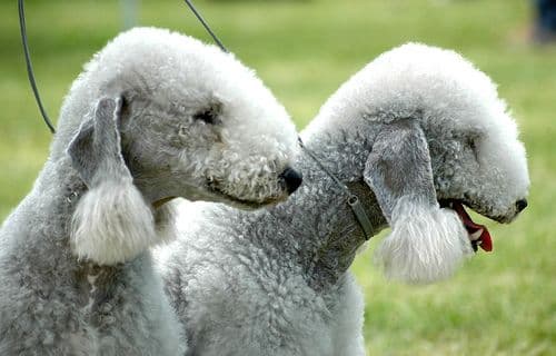 Bedlington terrier
