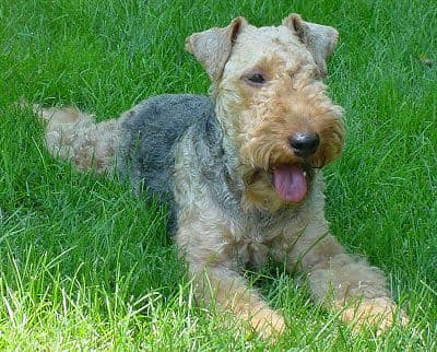 Welsh Terrier