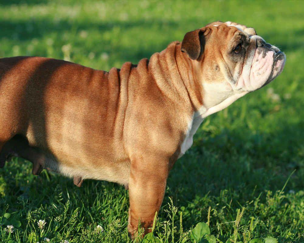 English Bulldog