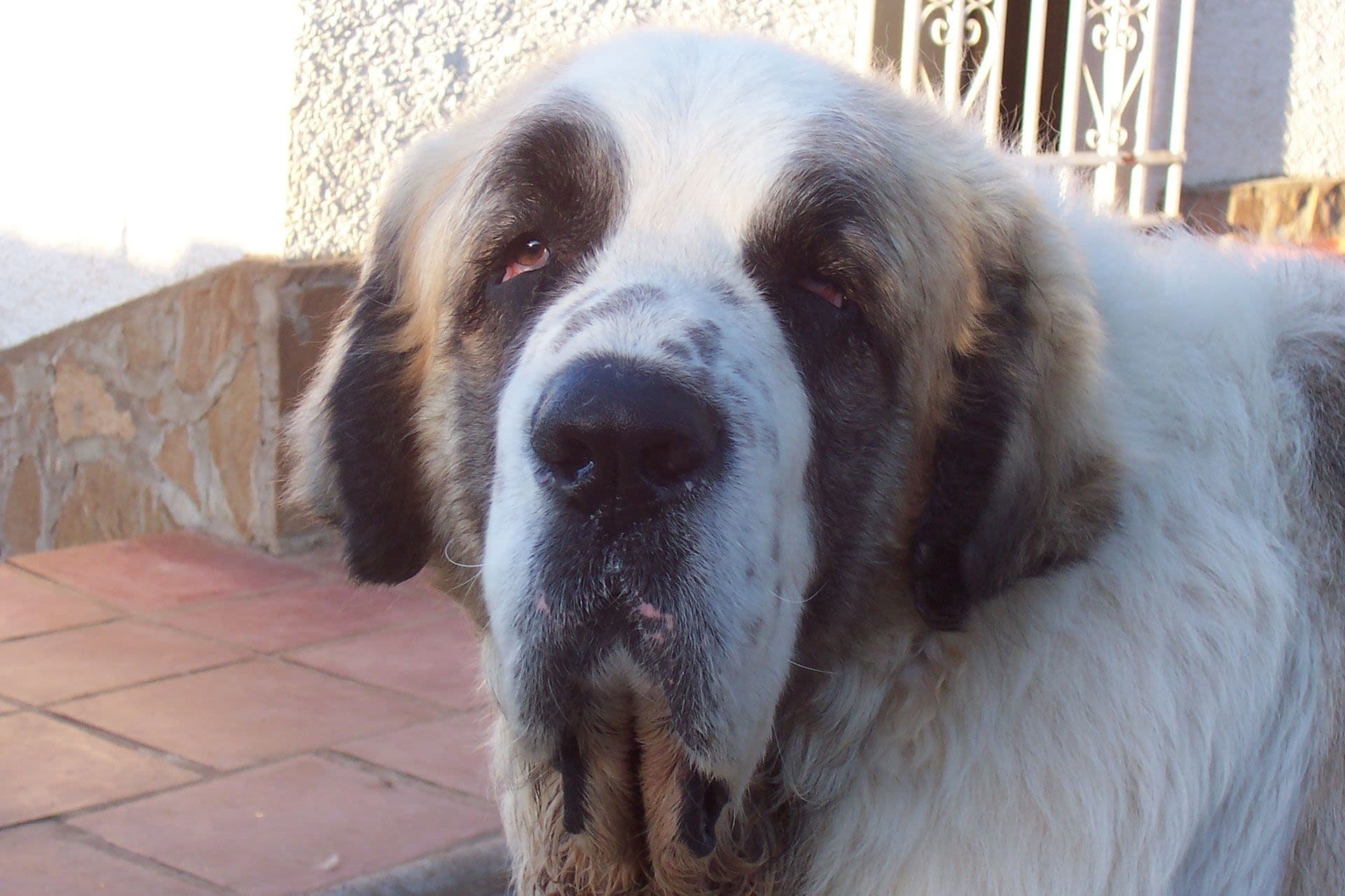 Pyrenean Mastiff