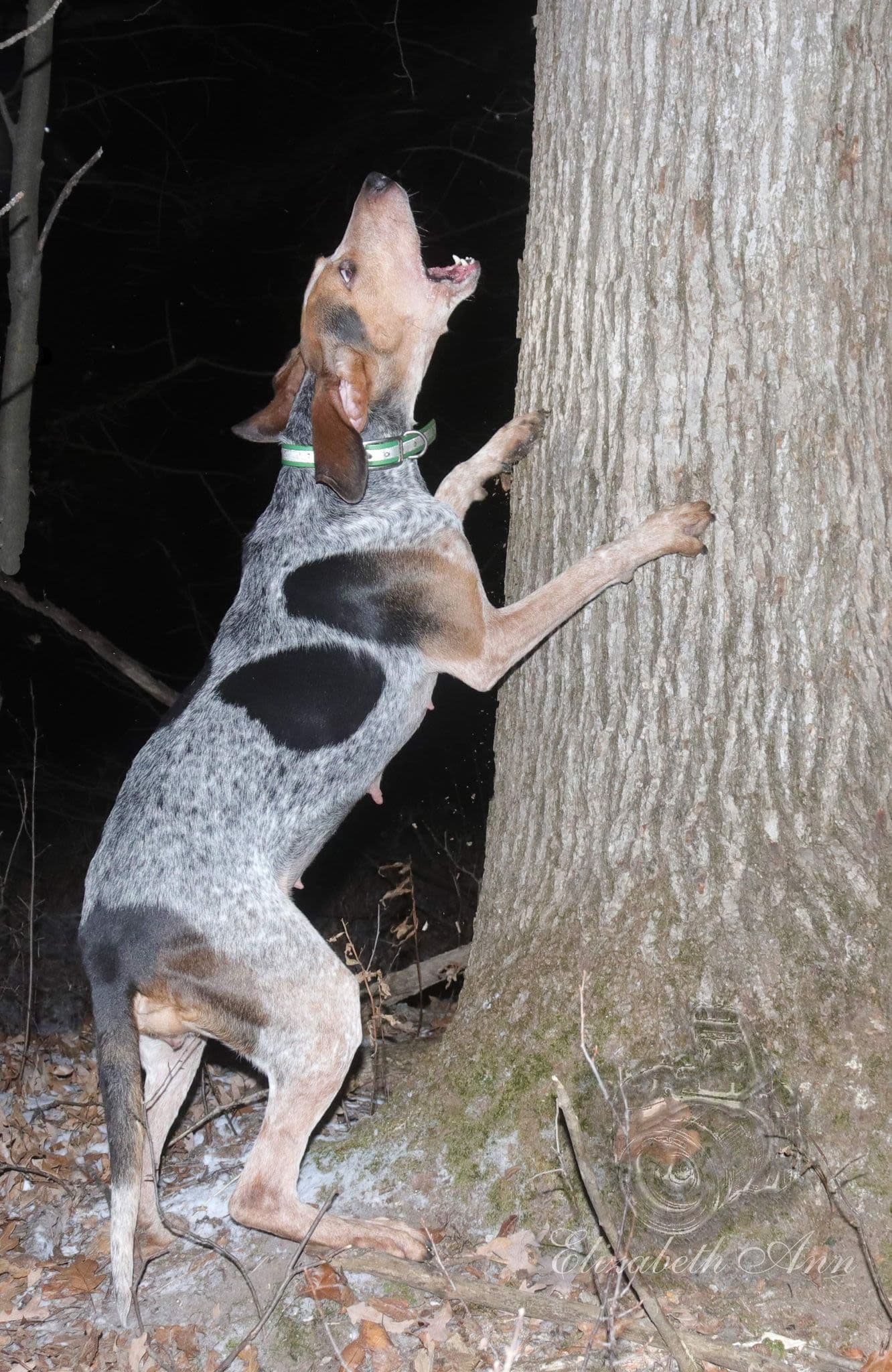 American English Coonhound