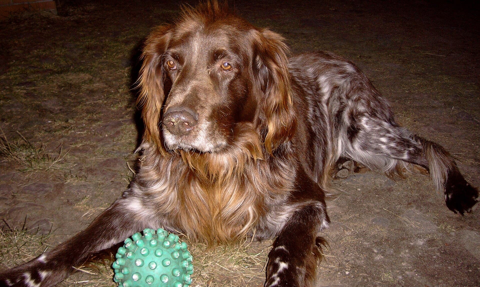 German Longhaired Pointer