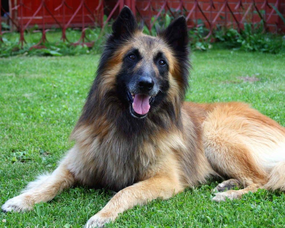 Belgian Shepherd Tervuren