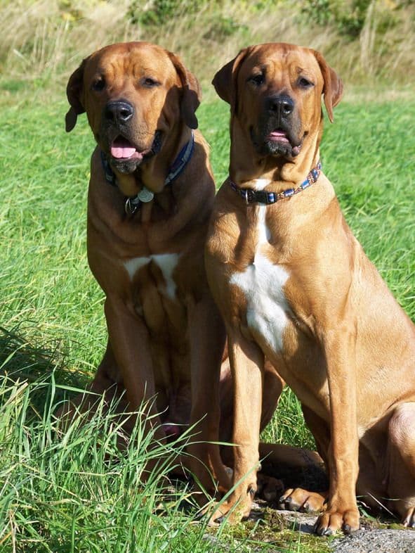 Mastiff Japanese (Tosa Inu)
