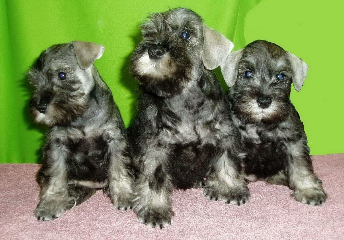Miniature schnauzer