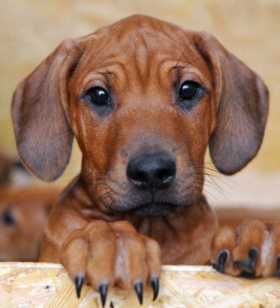 Rodezinsky ridgeback