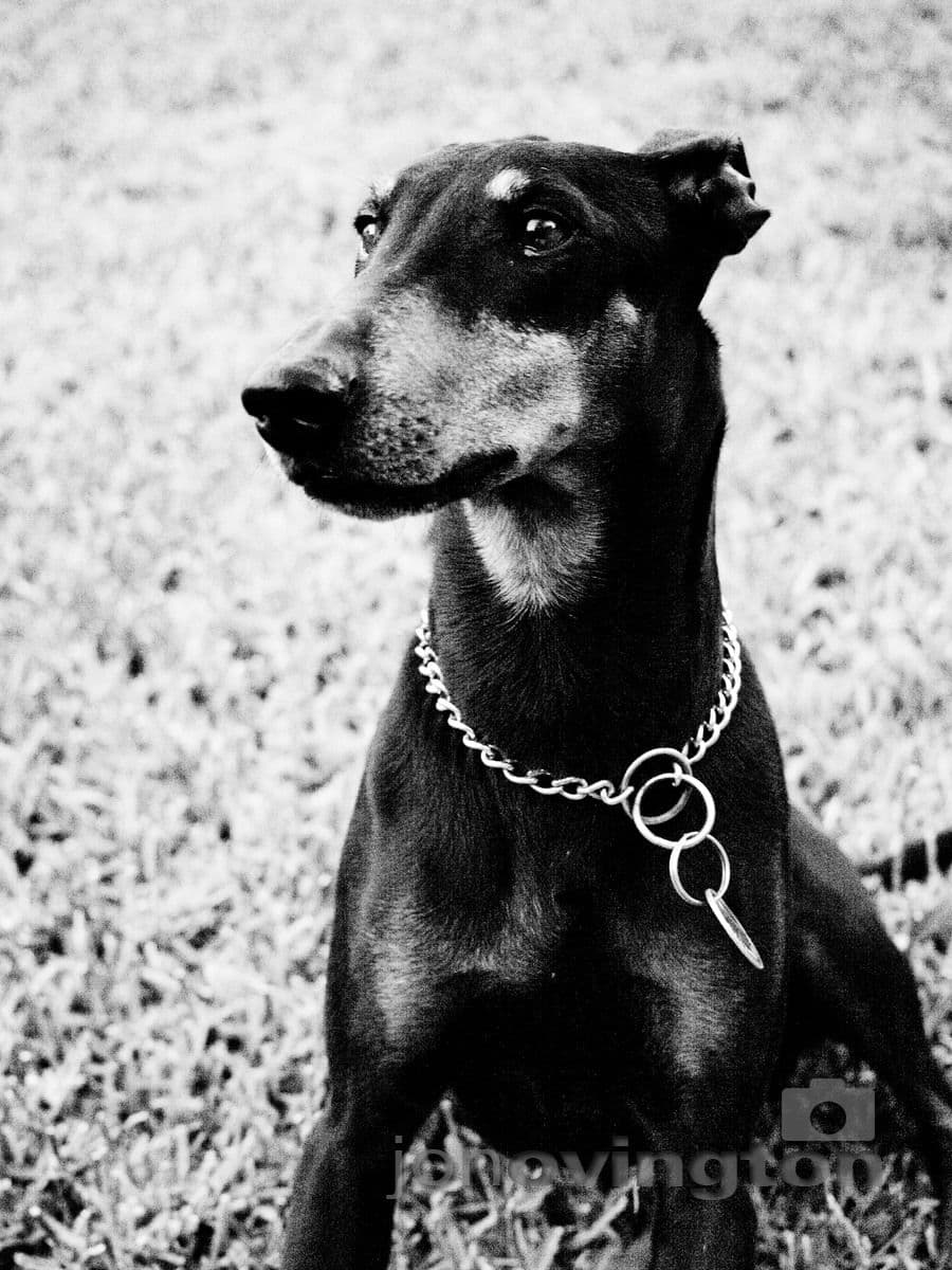 Manchester Terrier