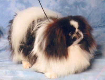 Pekingese