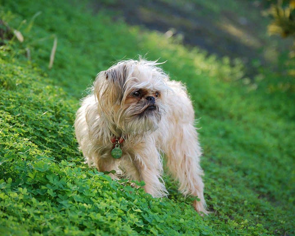 Brussels Griffon