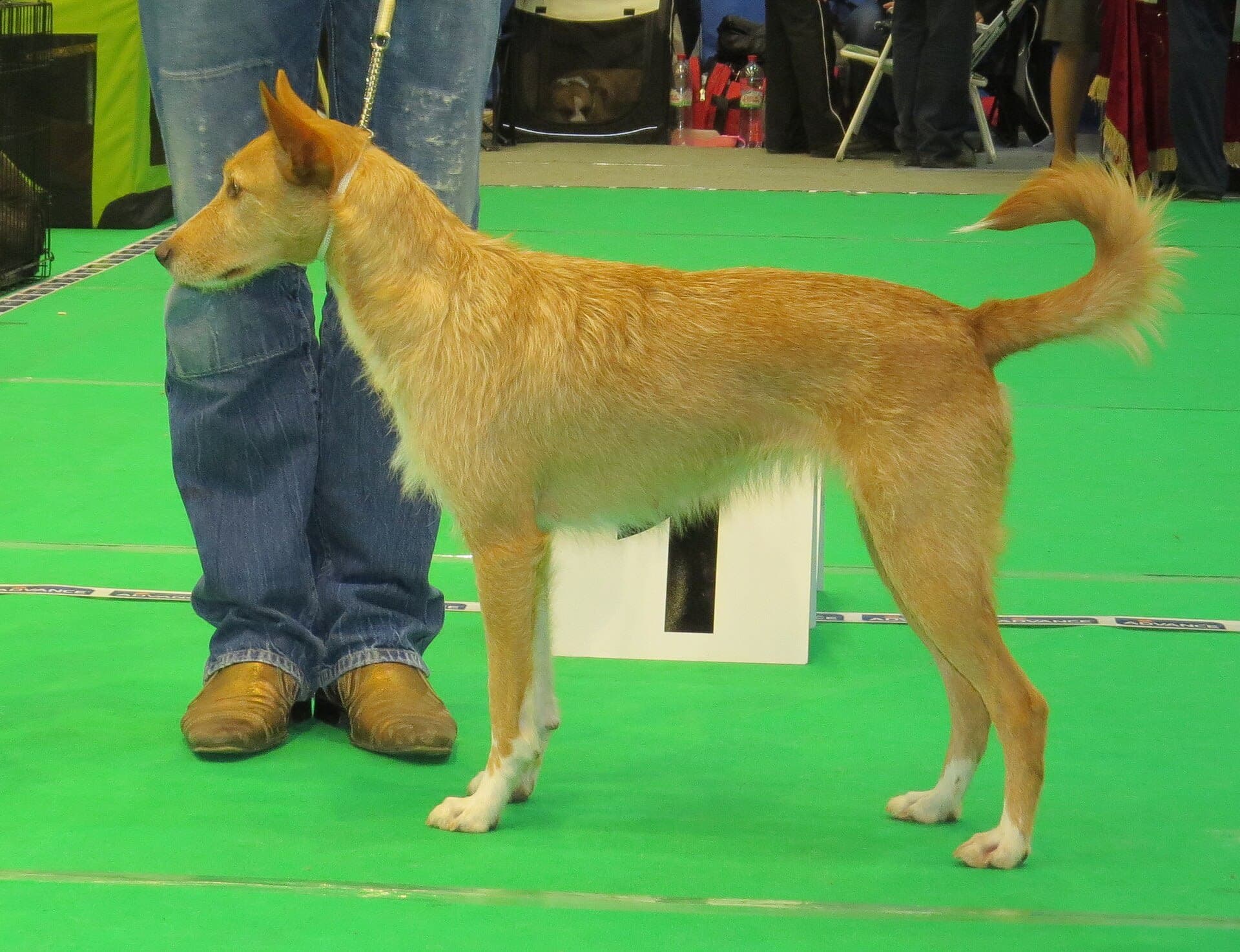 Portuguese Podengo
